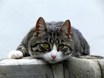 Бывает ли геморрой у кошек и котов: симптомы, лечение, схожие заболевания 