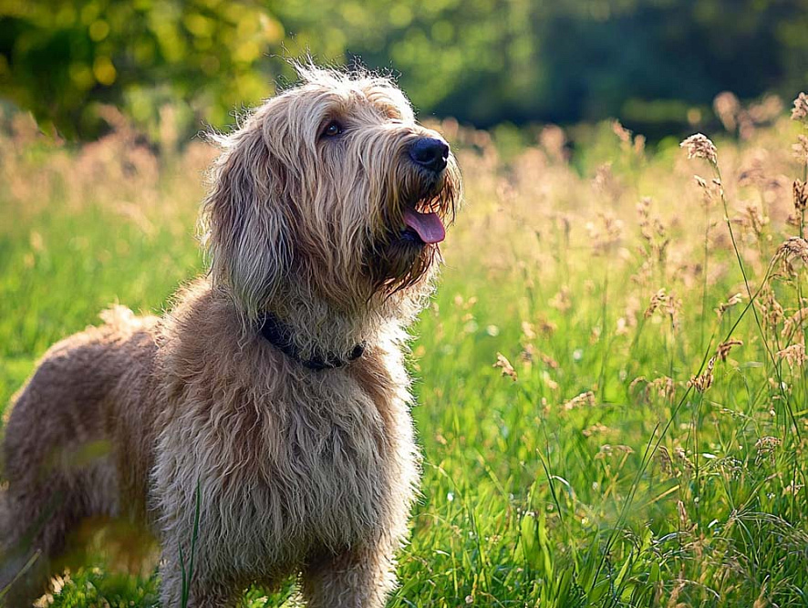 Оттерхаунд летом
