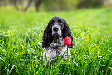 Сколько весит русский спаниель?