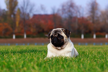 Сколько длится беременность у мопсов, этапы и помощь собаке в этот период