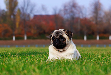 Сколько длится беременность у мопсов, этапы и помощь собаке в этот период