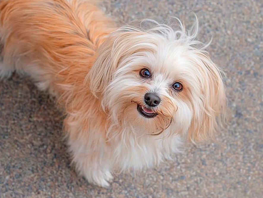 Русская цветная болонка смотрит вверх