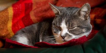 Почему кошка прячется под одеяло