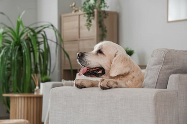 Сколько живут лабрадоры – средняя продолжительность жизни и как ее увеличить