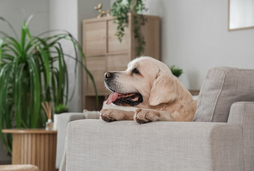 Сколько живут лабрадоры – средняя продолжительность жизни и как ее увеличить