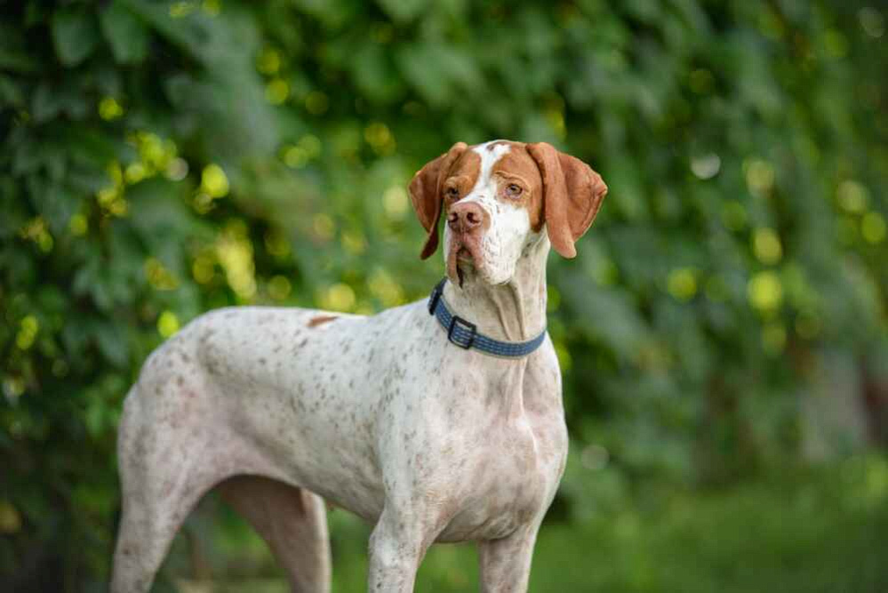 Красивый пойнтер