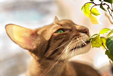 Болезни ориентальных кошек: характерная симптоматика, лечение и профилактика