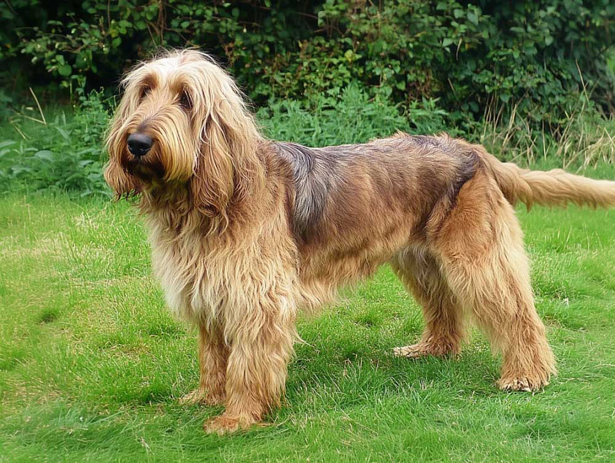 Оттерхаунд на лугу