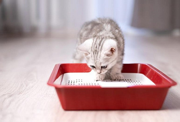 Как быстро приучить котенка к лотку без наполнителя