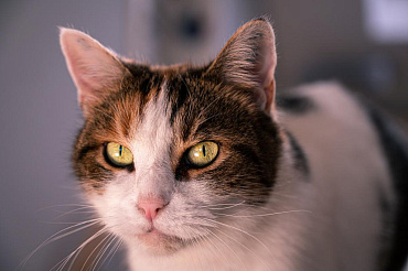 Бешенство у кошек: как распознать и можно ли вылечить?