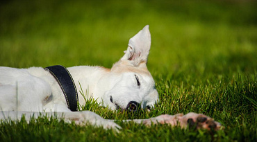 Потеря сознания у собаки: 10 причин