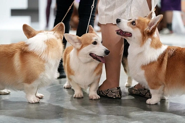 Зоофест 2026 и CAT VET DAY: мероприятия для владельцев животных и ветеринарных врачей