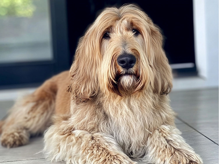 Оттерхаунд бежевого окраса