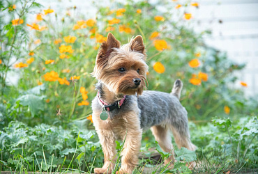 Болезни йоркширского терьера: возможные симптомы и методы лечения