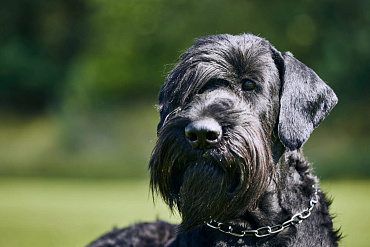 Вес и размер ризеншнауцера