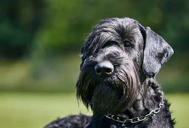 Вес и размер ризеншнауцера