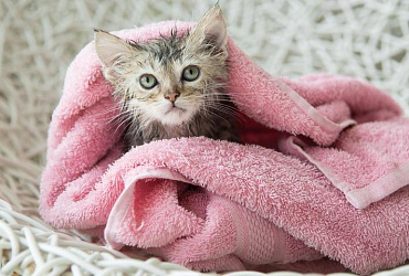 Как купать котенка первый раз