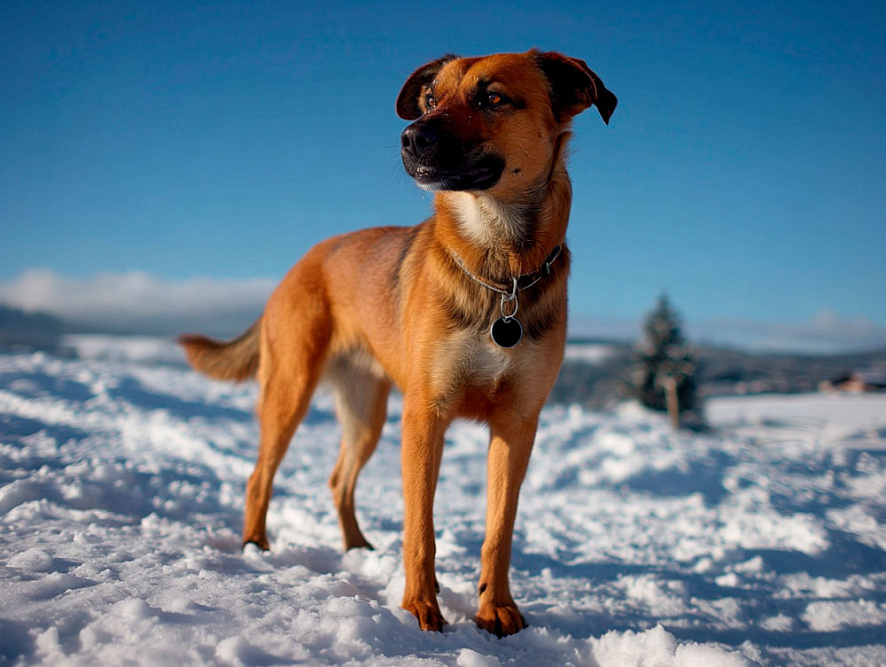 Австрийский пинчер в морозный день