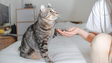 Как понять кошачий язык: о чем говорят кошки