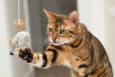 Август — время особенных игр с кошкой!