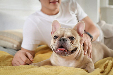 Вязка французского бульдога – как правильно вязать породу