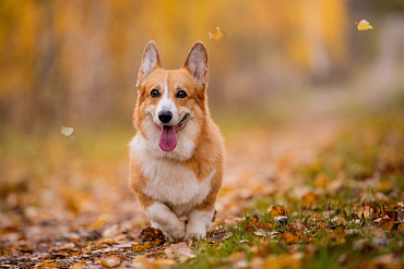 Течка у корги: сколько длится и как часто бывает