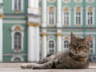 ТОП-10 русских пород кошек с фото и характеристиками ТОП-10 русских пород кошек с фото и характеристиками