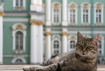 ТОП-10 русских пород кошек с фото и характеристиками