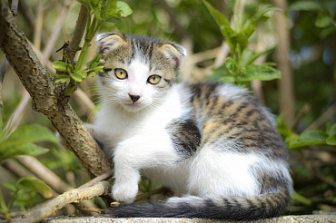 ТОП-15 пород кошек с необычными ушами