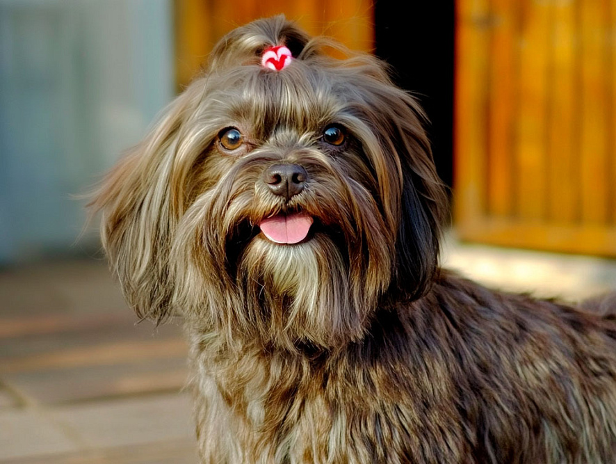 Русскую болонку заводят пожилые люди