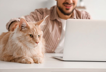 Сколько живут мейн-куны – средняя продолжительность жизни и от каких факторов она зависит