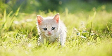 Как приучить котенка или кошку к улице