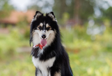 Размер и вес помски