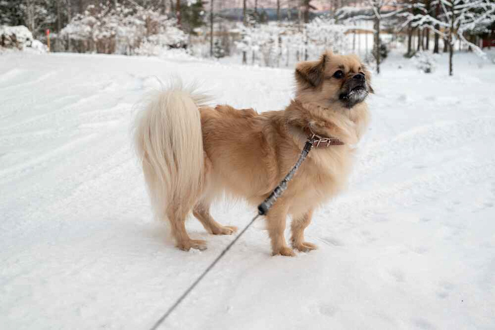 Тибетский спаниель стоит на снегу