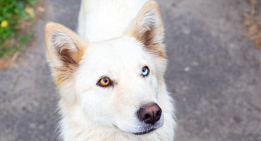 Почему у собак разные глаза – и как это называется?