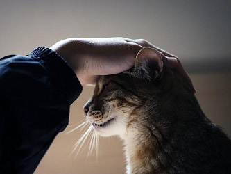 Кого лучше выбрать для дома: кота или кошку?