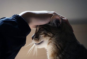 Кого лучше выбрать для дома: кота или кошку?