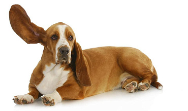 Породы собак с длинными ушами: фото-подборка с описанием