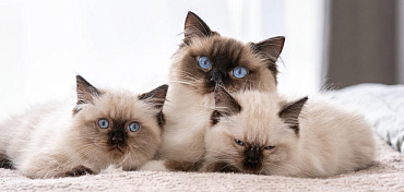 Что такое метрика котенка и родословная кошки