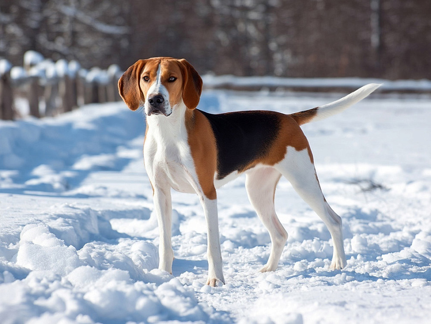 Собака харьер на зимней прогулке