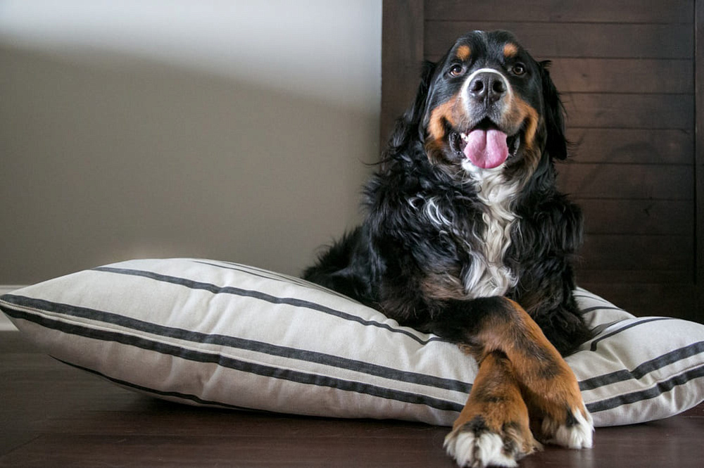 Бернский зенненхунд отдыхает