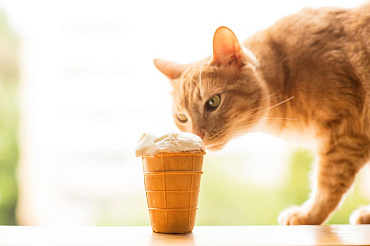 Можно ли кошкам мороженое? 