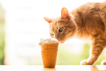 Можно ли кошкам мороженое? 