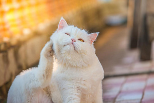 Дерматит у кошек: разновидности, симптомы и лечение