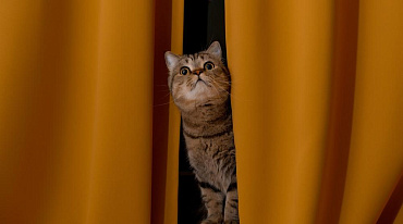 Как отучить кошку лазить по шторам