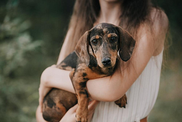 Мраморная такса – особенности окраса породы и фото 