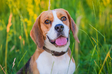 Сколько длится беременность у биглей, этапы и уход за собакой в этот период