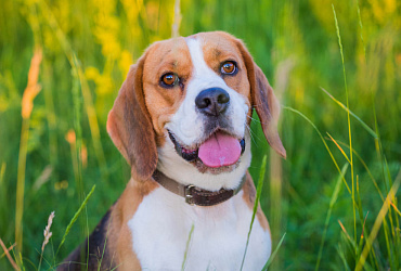 Сколько длится беременность у биглей, этапы и уход за собакой в этот период