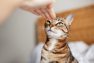 Дрессировка кошек: команды и методика обучения трюкам