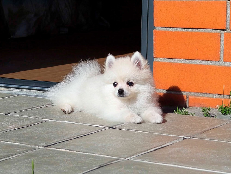 Вольпино итальяно у порога